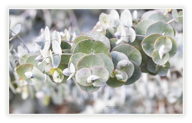 Silver leaved Mountain Gum