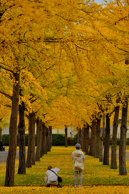 Ginkgo trees and an old couple