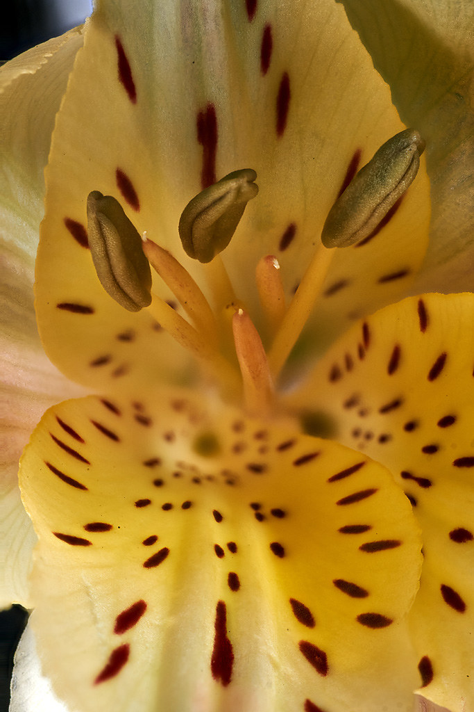 Peruvian lily #1