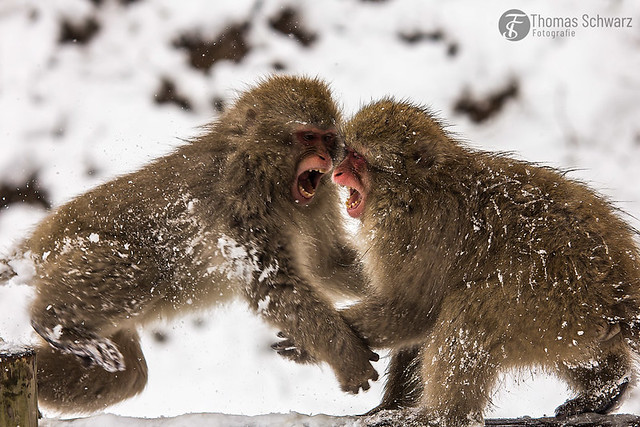 playing snow monkeys...