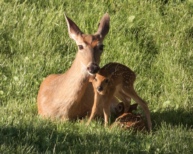doe and newborn fawns