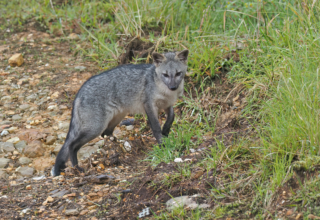 Crab-eating Fox (Colombia)