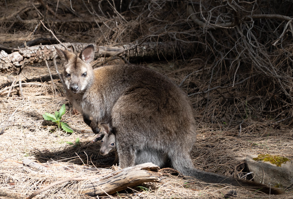 Bennetts wallaby with joey - Macropus rufogriseus