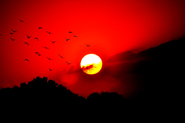 032 - Red Sunset   +