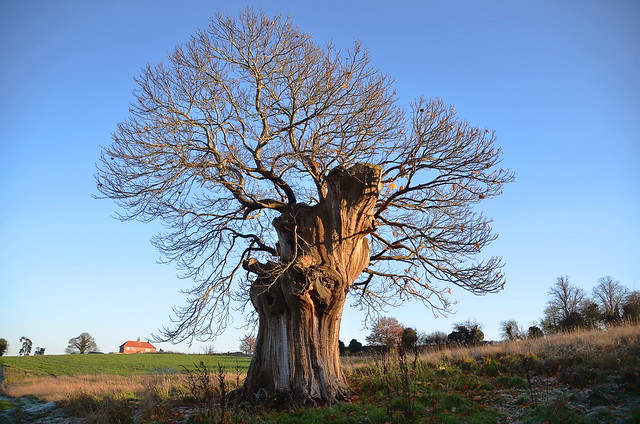A great survivor, a Horse Chestnut tree, no bark and heavily pollarded. Bealings, Suffolk.  10 12 2022