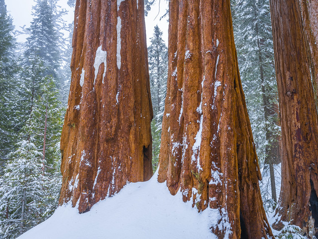 General Grant's Grove Giant Sequoia Trees Sequoia Kings Canyon National Park Fuji GFX100 Fine Art California Landscape Nature Photography! Kings Canyon & Sequoia National Park Elliot McGucken Fine Art Fujifilm GFX100 Photography California Redwood Trees