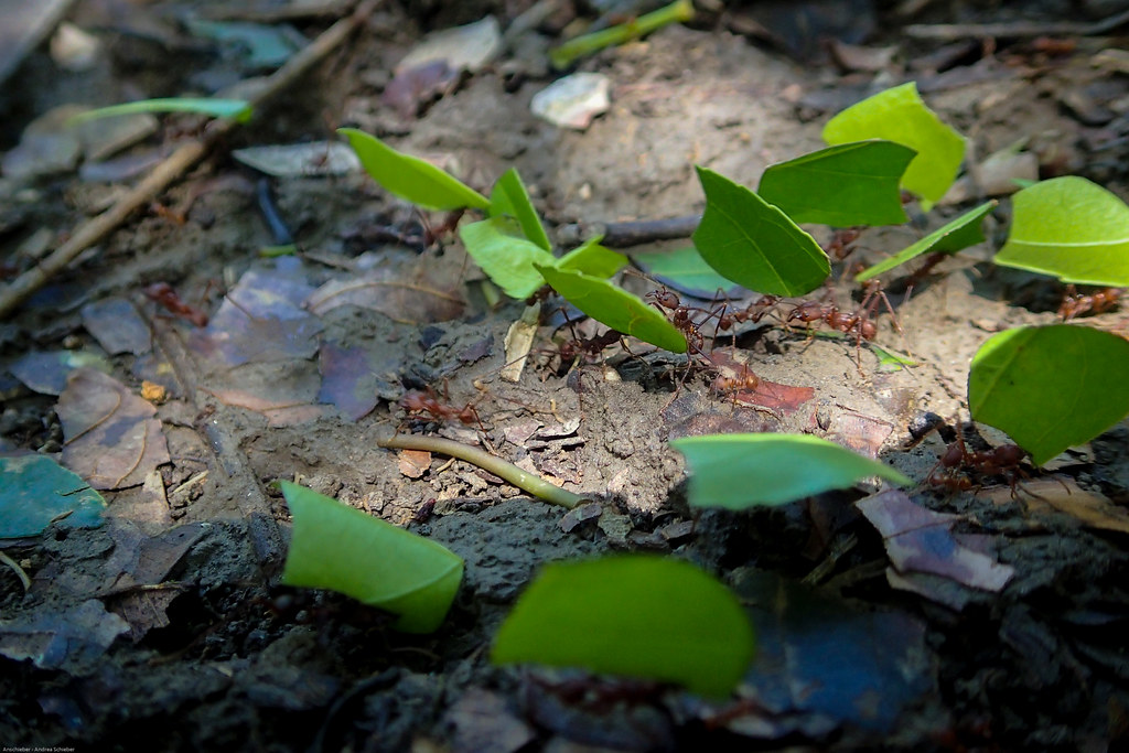 Leaf-cutting Ant | Blattschneiderameisen, Tambo Blanquillo Nature reserve,  Manú, Peru