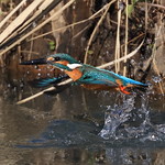 カワセミ 翡翠 Kingfisher
