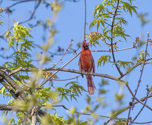 Cardinal singing