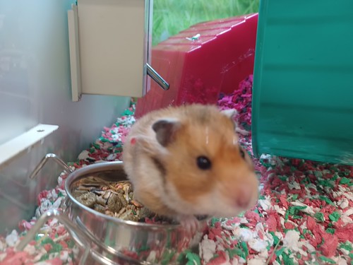 hamster by Rockin' KE, PetSmart
Sunset Hills, Missourihamster pet petsmart petstore rodent