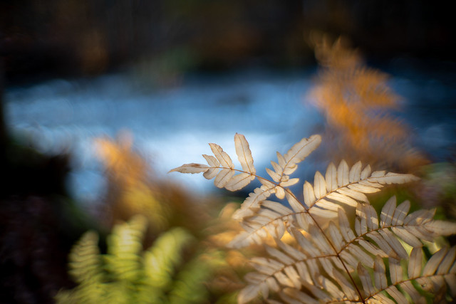 Riverside autumn fern III