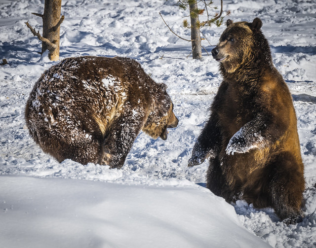 Grizzly Bears Play Fighting! Montana Grizzly Bears Fuji GFX100 Winter Fine Art Landscape Wildlife Photography! Elliot McGucken Fine Art Am can West Photography! Master Medium Format Grizzly Bear Fine Art! Fujifilm GFX 100 & 250mm Lens & 1.4x TC 350mm
