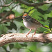 Flickr photo 'Chipping Sparrow (Spizella passerina)' by: Mary Keim.