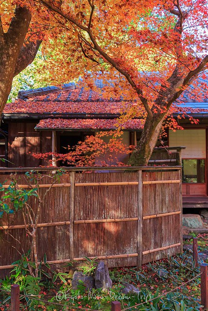 Autumn 2022 in Kyoto, Japan.