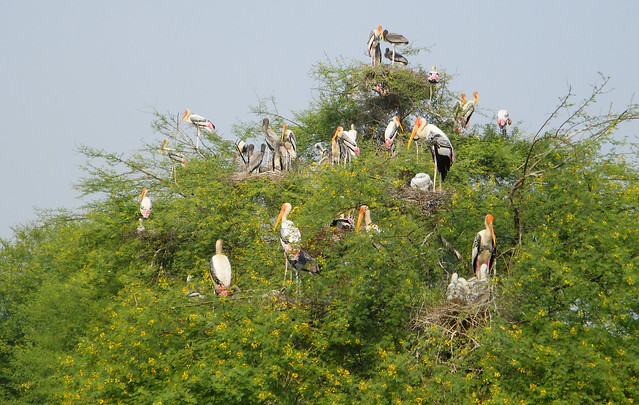 Painted Storks, Keoladeo NP, Rajasthan, India