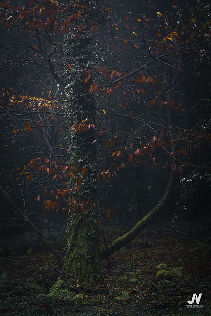 Dark autumn (Explore)