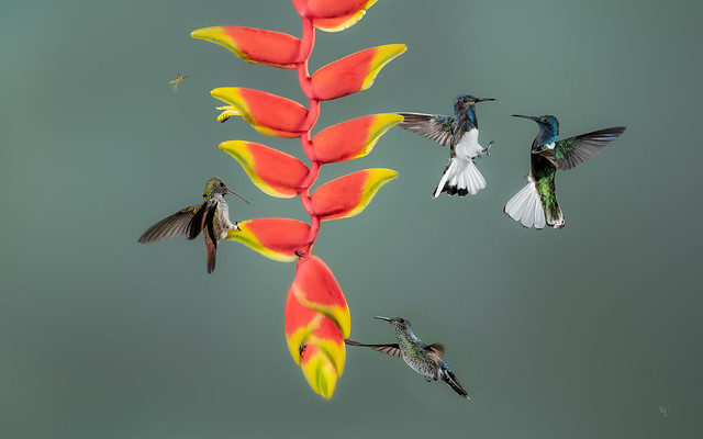 hungry hummingbirds