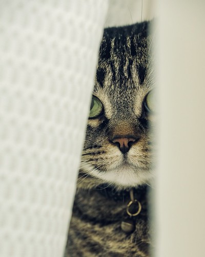Peek-a-boo | by bratli