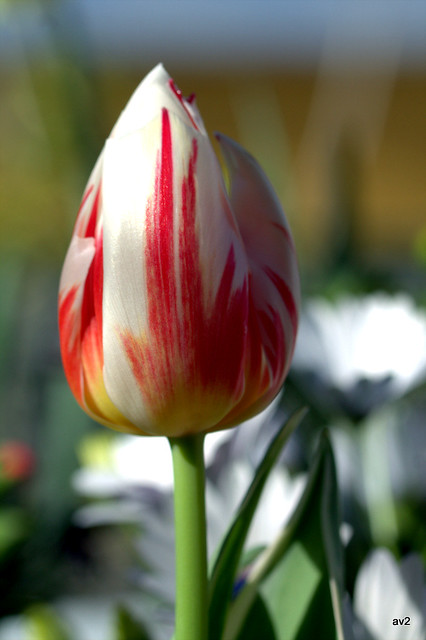 Tulipan multicolor.