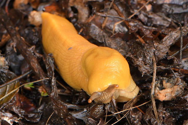 California Banana Slug in the woods