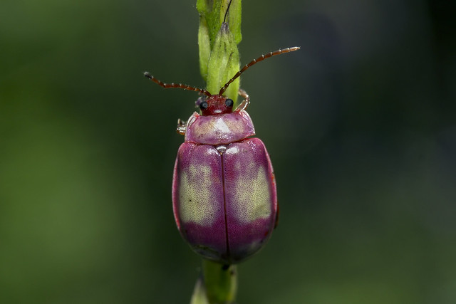 Besouro Pulga - bug