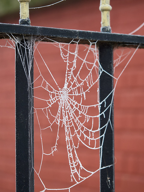 Frosted cobweb