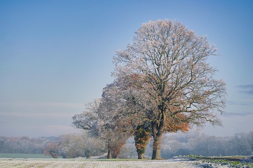 oaks landscape winter trees norfolk wymondham uk weather nikon d850 sigma 135mm