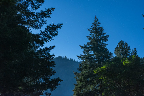 Starry night over redwoods