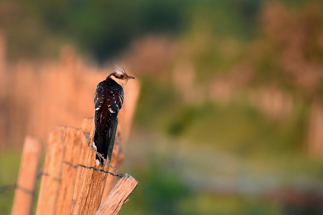 Coucou geai .Clamator glandarius - Great Spotted Cuckoo
