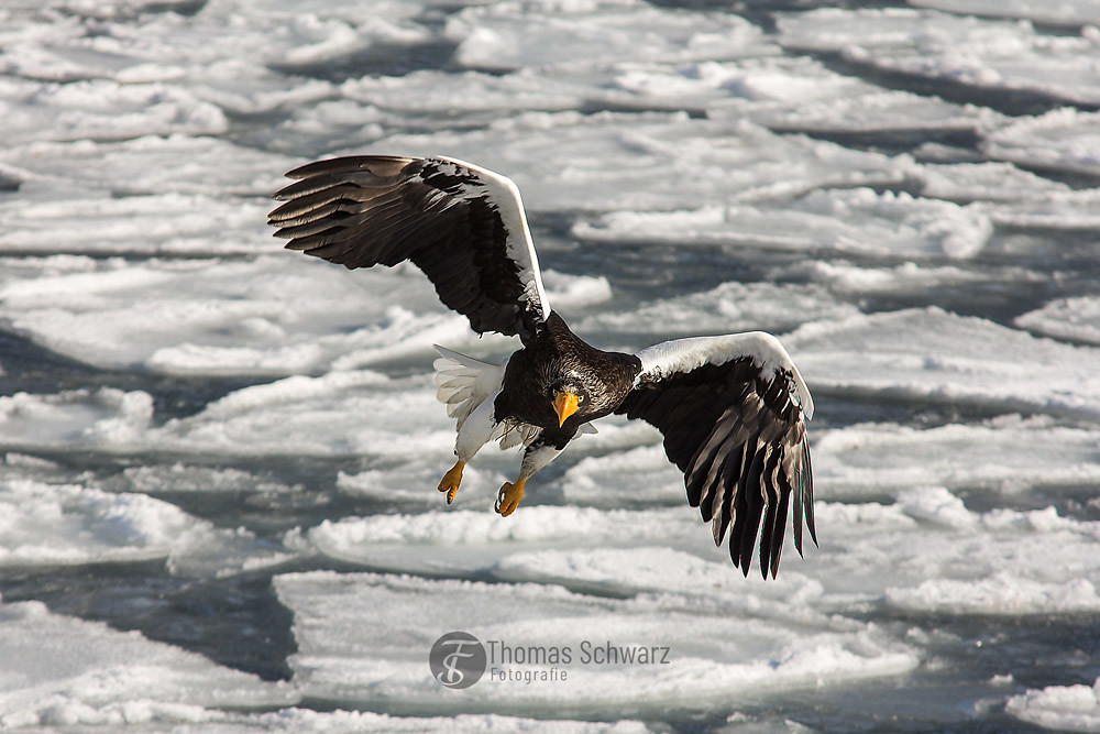 Flying Steller's Sea Eagle...