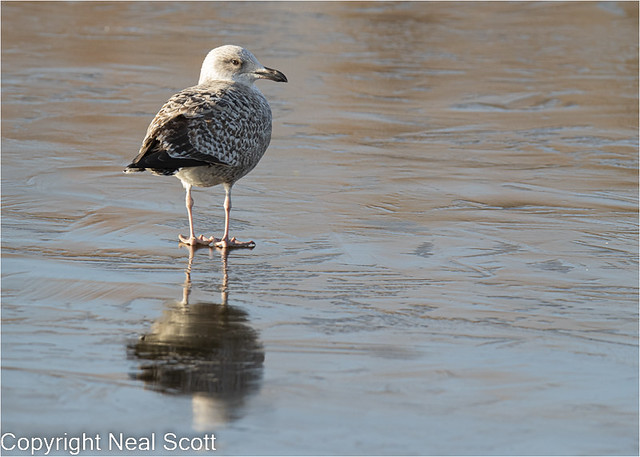 Gull walking on water--2