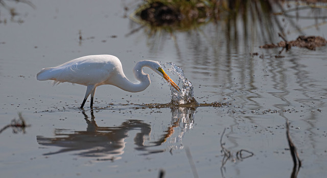 Empty handed Great Egret. Everglades National Park
