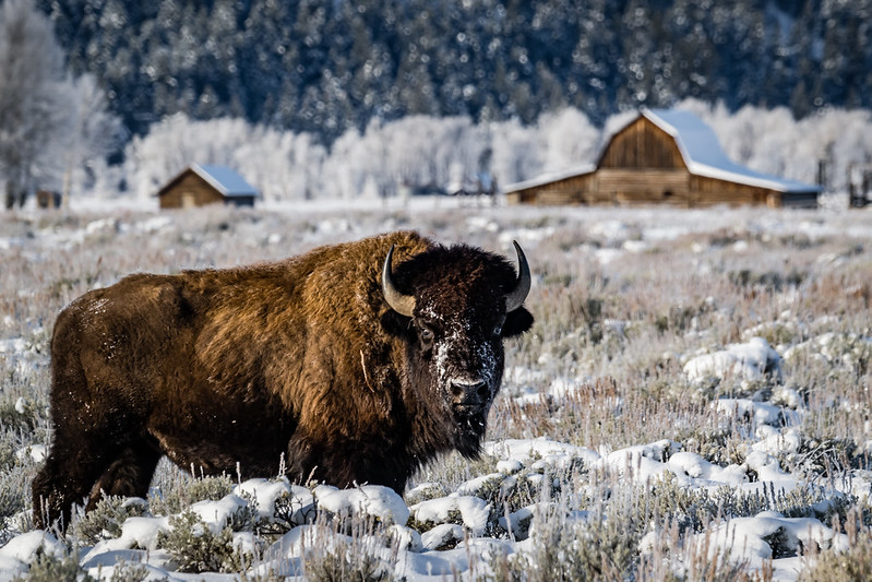 Bison - with the John Moulton Barn in the background
