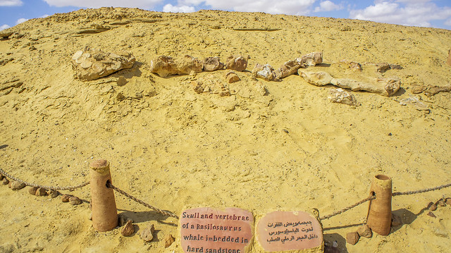 The fossils of basilosaurus at Fayoum's Fossil and climate change Museum in Egypt