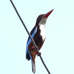 Whit-troathet Kingfisher