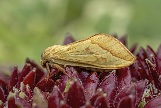3.005 Ghost Moth (Hepialus humuli), Burntisland, Fife