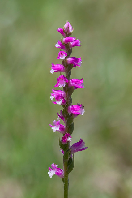 Spiranthes australis (Austral Ladies' Tresses or Pink Spiral Orchid) - endemic to eastern Australia