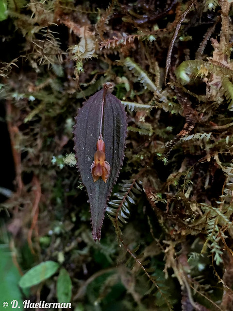 The miniature Lepanthes ankistra in situ during a 7 days Orchid (110 species seen blooming in situ) and nature tour I guided for Sam Crothers in Valle del Cauca department, Colombia.