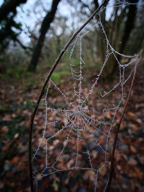 A frosty web