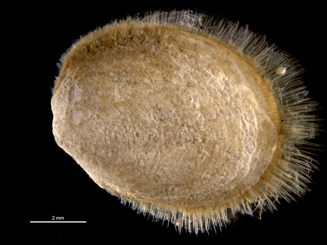 Limopsis aurita
