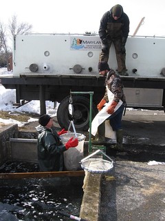 Photo of several people at a truck removing fish to be stocked