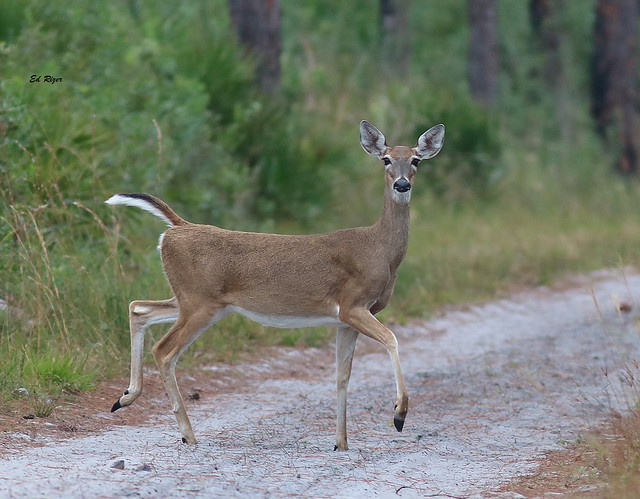 Could this be Prancer's mom? WHITE-TAILED DEER doe - The Beauty Of God's Creation in Polk county Florida USA 12/12/22