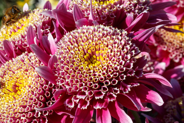 Chrysanthemum Ball_121
