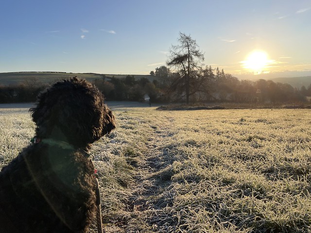 Winter 2022 Agatha watching the sunrise in Gloucestershire looking towards Monmouthshire