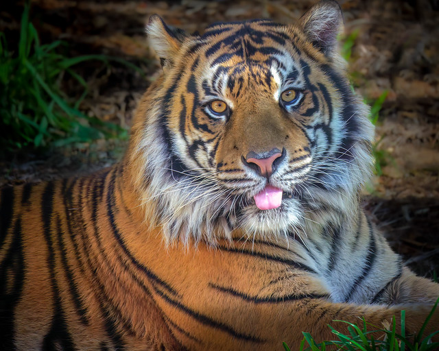 Tongue Out Tiger
