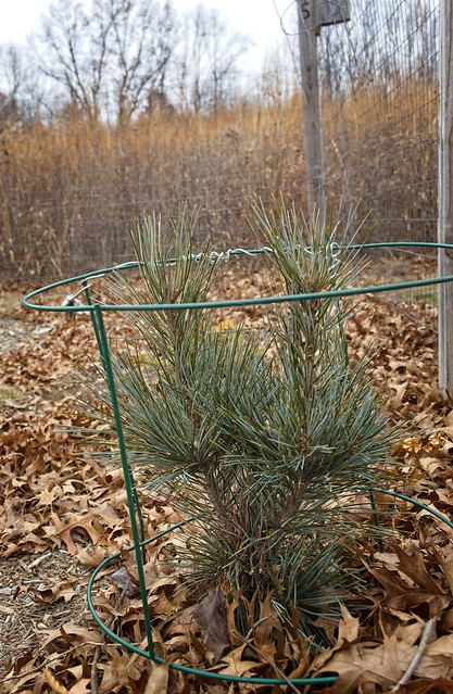 Pinus koraiensis 'Morris Blue' 22W50 K-Pine N5-
