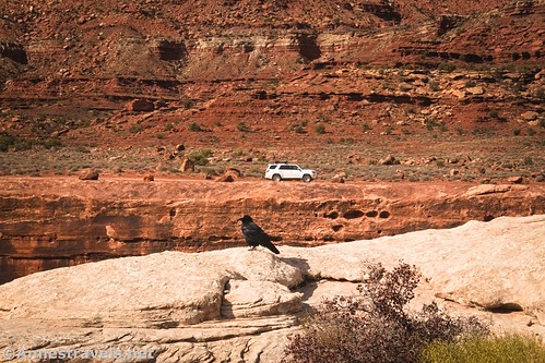 A crow on one side of Gooseberry Canyon and an SUV on the other side, White Rim Road, Island in the Sky, Canyonlands National Park, Utah