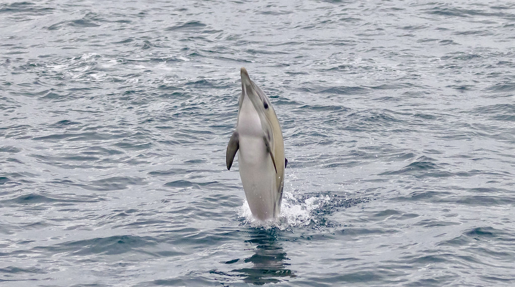 Short-beaked Common Dolphin (Delphinus delphis)