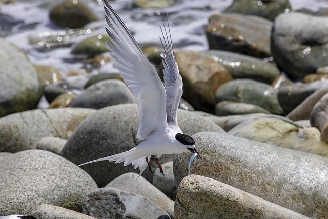 White-Fronted Tern    _MG_8681