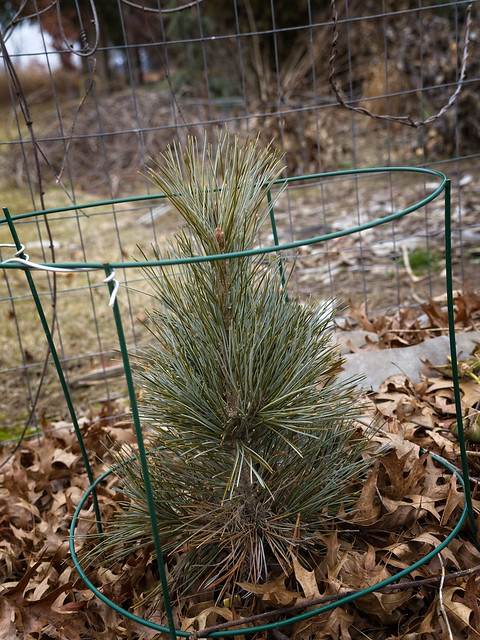 Pinus koraiensis 'Morris Blue' 22W50 K-Pine N5-